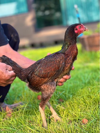 ไก่สาวพร้อมไข่สายเงินล้าน สมีสุวรรน อาราดิน สสนั่น รูปที่ 5