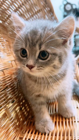 ลูกแมวสกอตติชโฟลด์ แท้ หุ่นหมี พร้อมย้าย รูปที่ 7