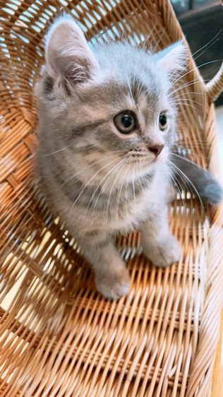 ลูกแมวสกอตติชโฟลด์ แท้ หุ่นหมี พร้อมย้าย รูปที่ 8