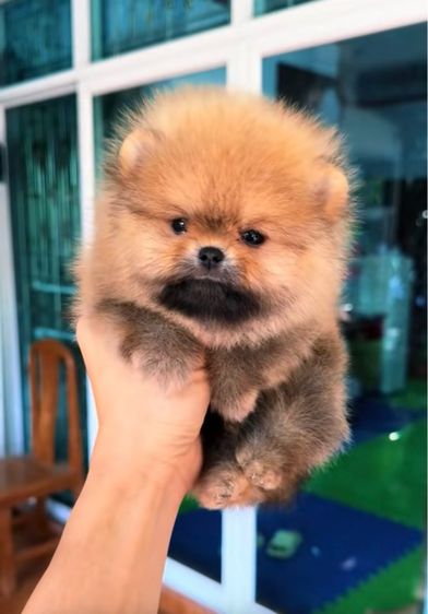 ปอมหน้าหมี เกรดโชว์ เพศผู้ ลูกไทยแชมป์ประเทศไทย