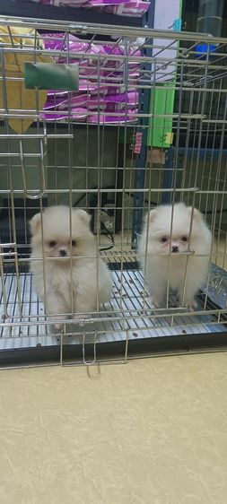 ปอม รูปที่ 3