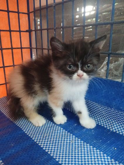 สก็อตติช โฟลด์ (Scottish Fold) สก็อตติช เพศเมีย