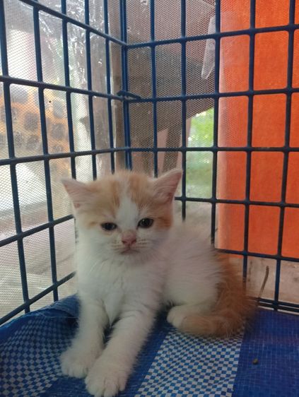 สก็อตติช โฟลด์ (Scottish Fold) สก็อตติชหน้าหวาน เพศเมีย