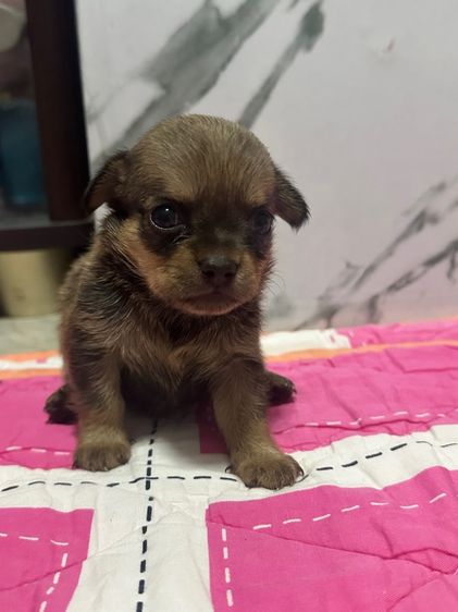 ชิวาวา (Chihuahua) เล็ก ชิวาวาเมีย