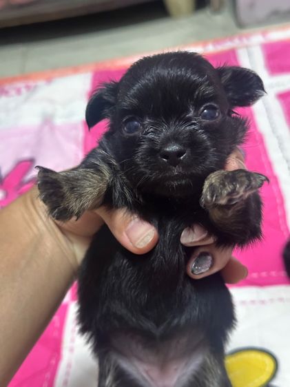 ชิวาวาเมีย รูปที่ 3