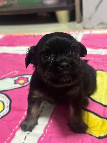 ชิวาวาเมีย รูปที่ 2