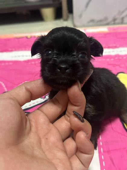 ชิวาวา (Chihuahua) เล็ก ชิวาวาเมีย