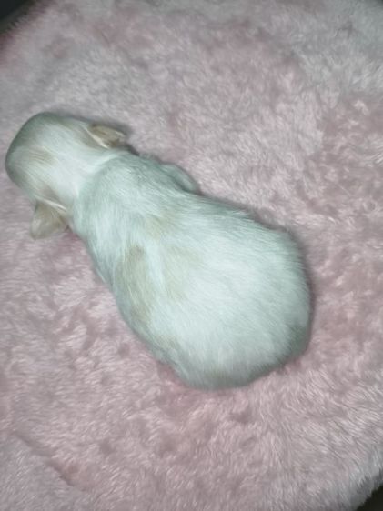 ชิวาว่าสายไต้หวันเฟสบุ๊ค Boat pamavadee เบอร์0986678701 รูปที่ 3