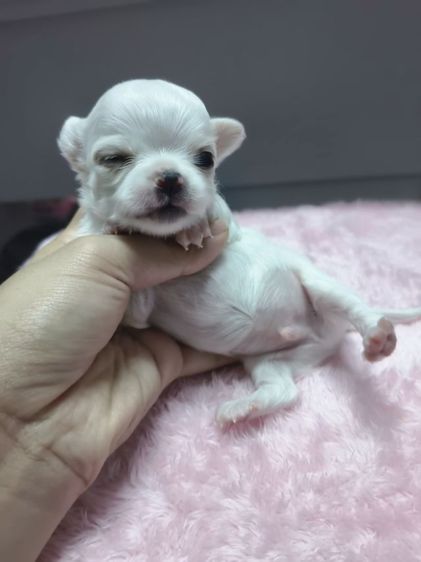 ชิวาวา (Chihuahua) เล็ก ชิวาว่าสายไต้หวันเฟสบุ๊ค Boat pamavadee เบอร์0986678701