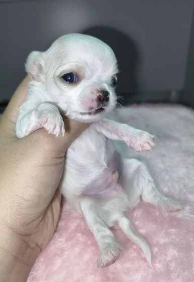 ชิวาว่าสายไต้หวันเฟสบุ๊ค Boat pamavadee เบอร์0986678701 รูปที่ 2