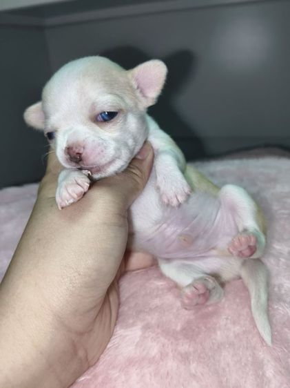 ชิวาว่าสายไต้หวันเฟสบุ๊ค Boat pamavadee เบอร์0986678701 รูปที่ 3