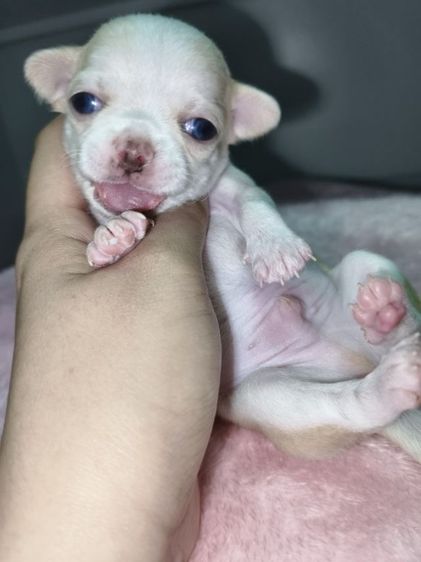 ชิวาว่าสายไต้หวันเฟสบุ๊ค Boat pamavadee เบอร์0986678701 รูปที่ 2