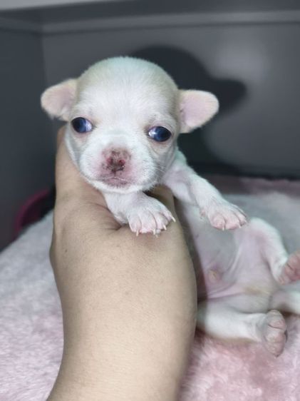 ชิวาวา (Chihuahua) เล็ก ชิวาว่าสายไต้หวันเฟสบุ๊ค Boat pamavadee เบอร์0986678701
