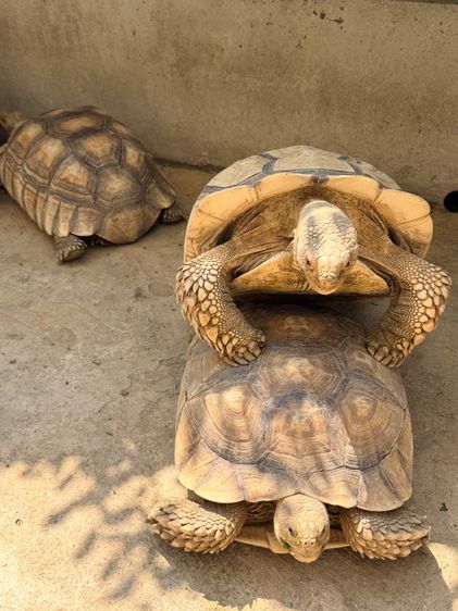 ซูคาต้า รูปที่ 5