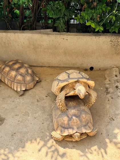 ซูคาต้า รูปที่ 2