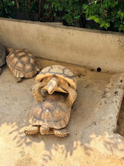 ซูคาต้า