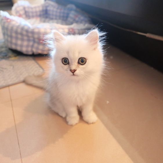 ลูกแมวเปอร์เซียชินชิล่า รูปที่ 2