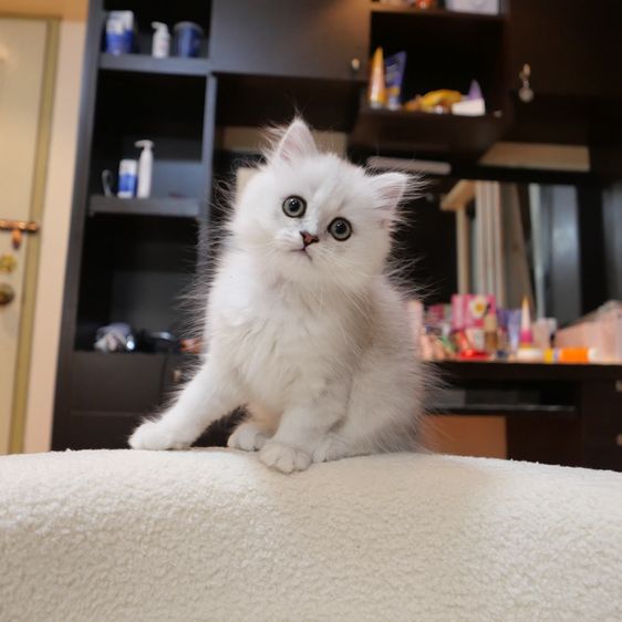 ลูกแมวเปอร์เซียชินชิล่า รูปที่ 5
