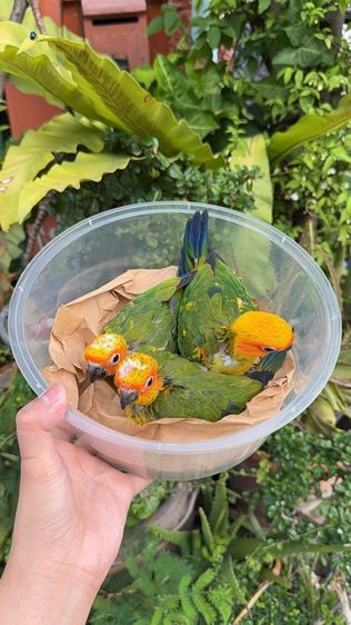 ลูกป้อนซันเชื่อมาก รูปที่ 2