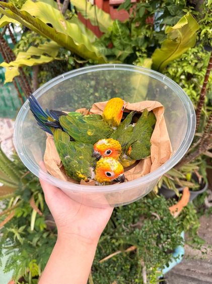 ลูกป้อนซันเชื่อมาก รูปที่ 4