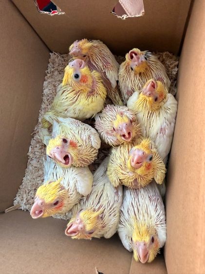 คอกคาเทล นกแก้วสอนพูดได้