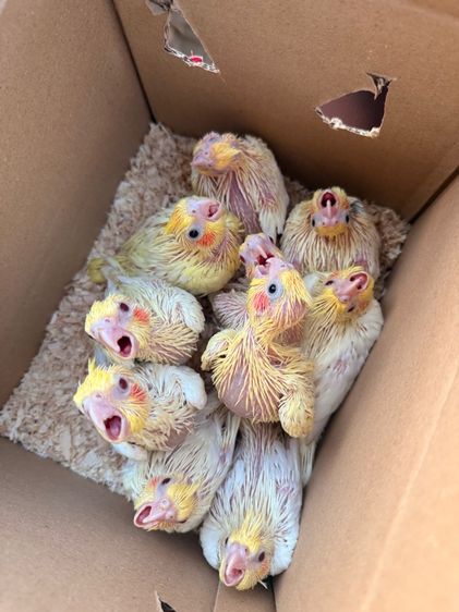 นกแก้วสอนพูดได้ รูปที่ 3