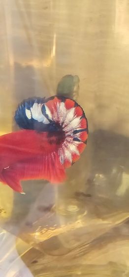 ปลากัดสตาดทล