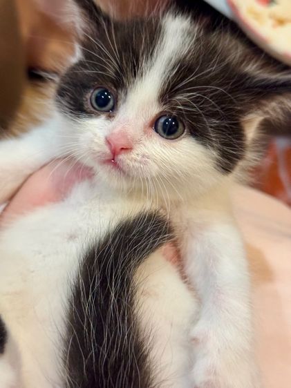 สก็อตติชโฟลด์(แท้💯) รูปที่ 4