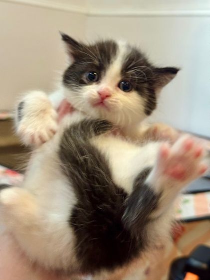 สก็อตติช โฟลด์ (Scottish Fold) สก็อตติชโฟลด์(แท้💯)