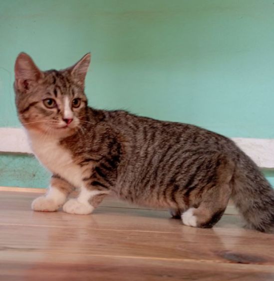 สก็อตติชโฟลด์เพศผู้ รูปที่ 2