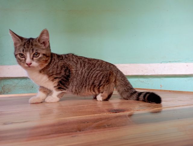 สก็อตติชโฟลด์เพศผู้ รูปที่ 3