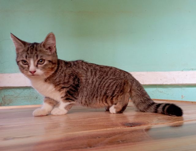 สก็อตติชโฟลด์เพศผู้