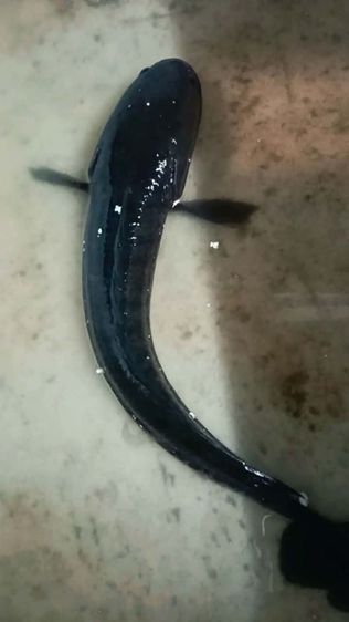 ขายมอเตอร์มือสอง3แรงคะใช้งานได้ปกติคะ รูปที่ 5