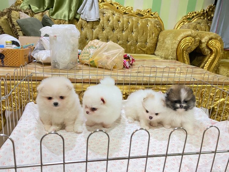 ลูกปอมเมอเรเนียนแท้ พร้อมย้ายบ้าน ต้ารักกสุดๆ รูปที่ 4