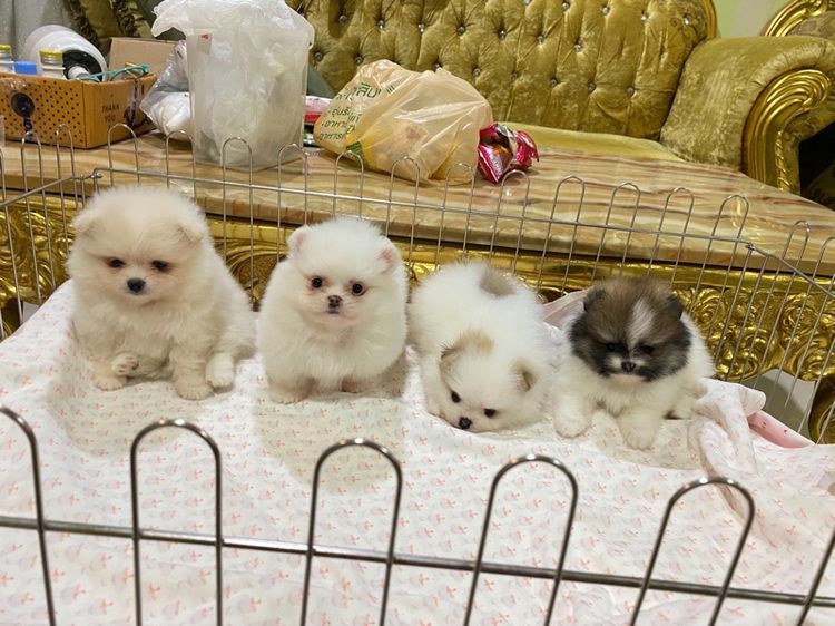 ปอมเมอเรเนียน (Pomeranian) เล็ก ลูกปอมเมอเรเนียนแท้ พร้อมย้ายบ้าน ต้ารักกสุดๆ