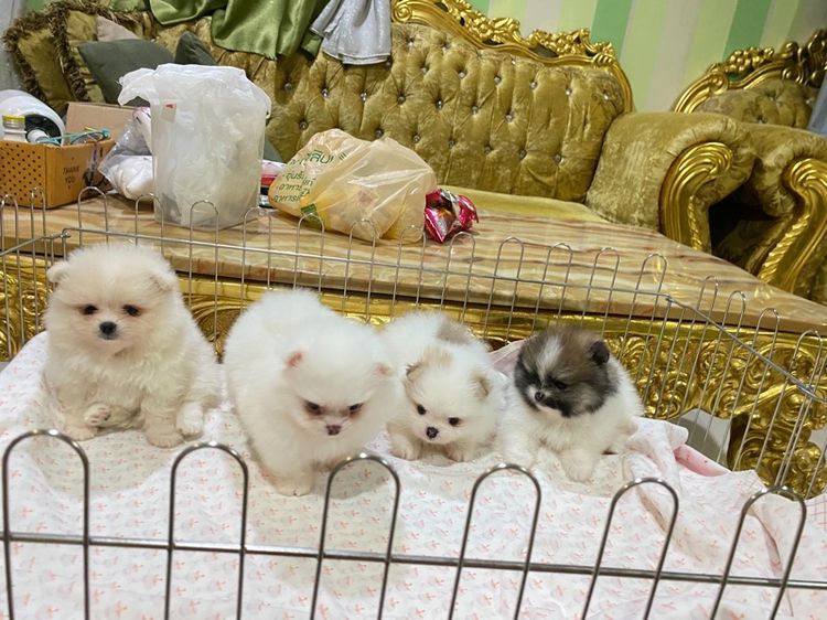 ลูกปอมเมอเรเนียนแท้ พร้อมย้ายบ้าน ต้ารักกสุดๆ รูปที่ 2