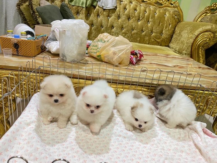 ลูกปอมเมอเรเนียนแท้ พร้อมย้ายบ้าน ต้ารักกสุดๆ รูปที่ 3