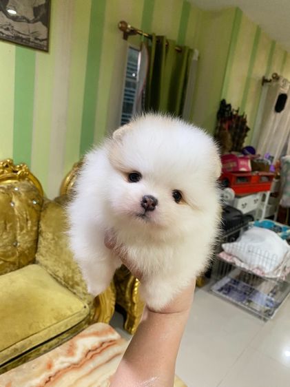 ปอมเมอเรเนียน (Pomeranian) เล็ก ปอมปอมแท้ อายุ2เดือน มาดูตัวจริงได้ มีหลายตัวให้เลือก