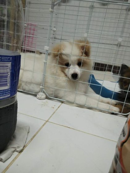 ปอมผสมพุดเดิ้ล อายุ 5 เดือนเพศเมีย รูปที่ 5