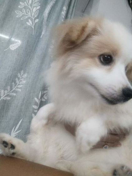 ปอมเมอเรเนียน (Pomeranian) เล็ก ปอมผสมพุดเดิ้ล อายุ 5 เดือนเพศเมีย