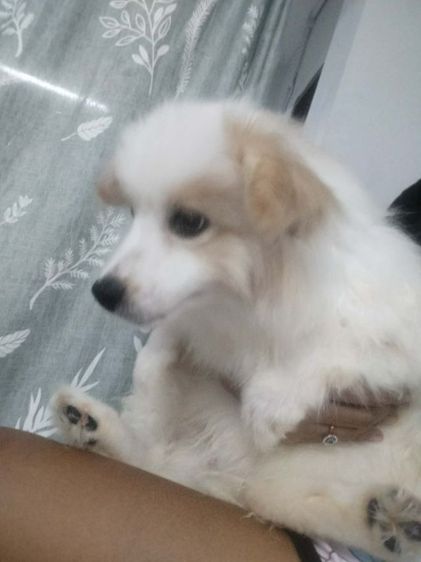 ปอมผสมพุดเดิ้ล อายุ 5 เดือนเพศเมีย รูปที่ 4