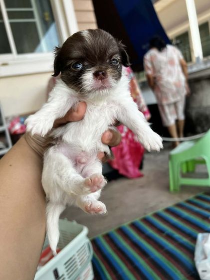 ชิวาวา (Chihuahua) เล็ก น้องหมาชิวาว่าเพศผู้