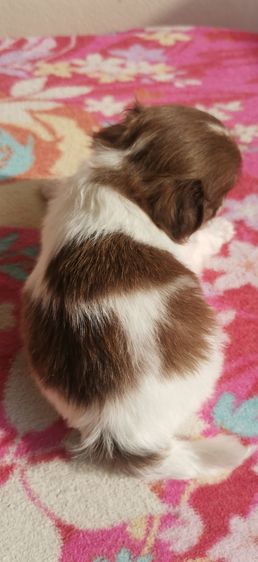 น้องหมาชิวาว่าเพศผู้ รูปที่ 2