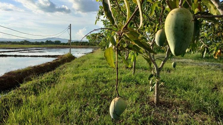ไม่ใช่ สวยครบในแปลงเดียว ขายสวนผสมติดถนนลาดยางติดคลองชล ใกล้เซเว่นเพียง 400 เมตร รูปที่ 2