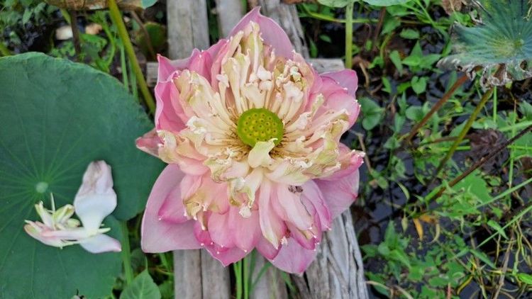 ไม่ใช่ สวยครบในแปลงเดียว ขายสวนผสมติดถนนลาดยางติดคลองชล ใกล้เซเว่นเพียง 400 เมตร