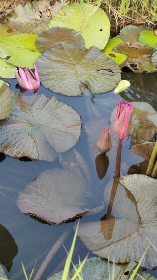 ไม่ใช่ สวยครบในแปลงเดียว ขายสวนผสมติดถนนลาดยางติดคลองชล ใกล้เซเว่นเพียง 400 เมตร รูปที่ 3