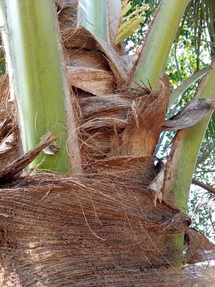 กาบมะพร้าว รูปที่ 8