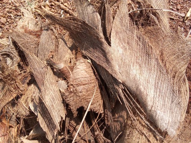 กาบมะพร้าว รูปที่ 2