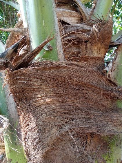 กาบมะพร้าว รูปที่ 6