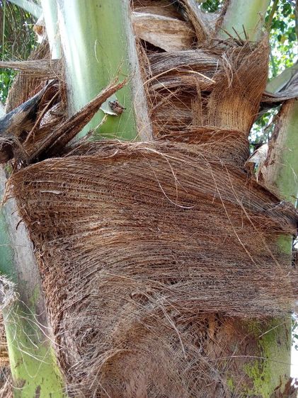 กาบมะพร้าว รูปที่ 7